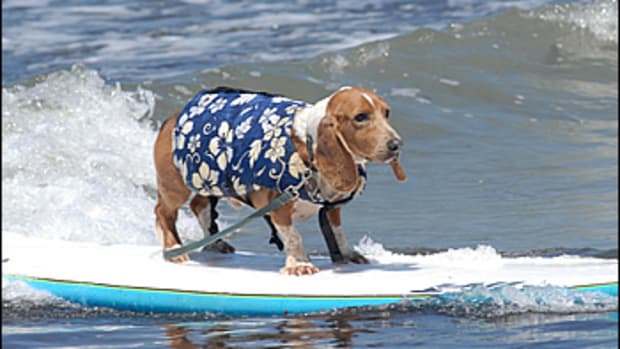Surfing Dogs and…a Fantasy Wizard Sighting?